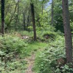 Photo of a small woodland path. Tall trees and thick undergrowth.