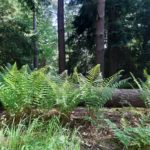 Photo of sunlight on lovely display of ferns growing beside a fallen tree.