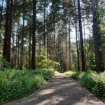 Photo of new path through tall pine trees.