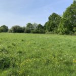 Photo of a huge green meadow with yellow Buttercups in flower.