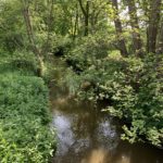 Photo taken looking along the Mill Bourne stream in spring. Trees overhang the river.