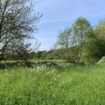 Photo taken looking across the meadow in springtime. Leaves on trees are green and Cow Parsley is in flower.