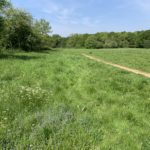 Photo of a huge green meadow taken in spring when everything extremely green.