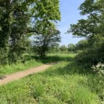 Photo of a green meadow. A gravel path goes past trees and out into a meadow.