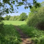 Photo of a green meadow. A gravel path goes through a hedge and out into a meadow.