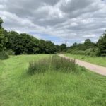 Photo taken looking back towards the car park. Everything is green. There is a pylon in the distance and wires going overhead.