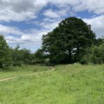 Photo of a view across the green meadow, towards a hedge with mature Oak trees.