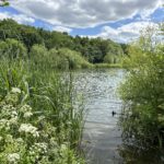 Photo taken looking out through thick vegetation, out across a large lake.