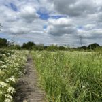 Pretty photo of the the boardwalk. Taken in spring when everything is green and lush.