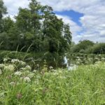 Pretty photo of the tow path along the River Wey. Taken in spring when everything is green and lush.