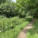 Pretty photo of the tow path along the River Wey. Taken in spring when everything is green and lush.