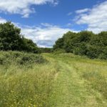 Photo of a mown path through a green meadow in early summer.