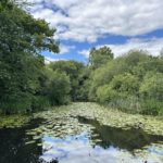 Photo of a pretty pond covered in water lily leaves and surrounded by thick vegetation.