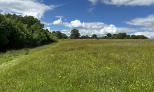 Photo of a mown path through a green meadow in early summer.