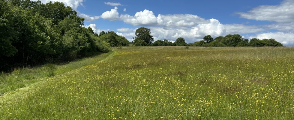 Photo of a mown path through a green meadow in early summer.