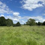 Photo of a mown path through a green meadow in early summer.