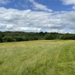 Photo of a mown path through a green meadow in early summer.