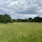 Photo of a green meadows in early summer, yellow buttercups in flower. The view stretches into the distance.