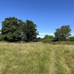 Photo taken looking across a meadow in summer. The grass is very tall.