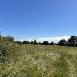 Photo taken looking across a meadow in summer. The grass is very tall.