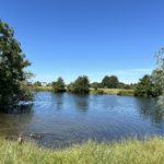 Photo of a view across the River Thames in summer. Dogs are swimming.