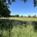 Photo taken looking across a meadow in summer.