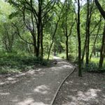 Photo of woodland on a bright sunny day. A surfaced path winds its way through.