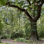 Photo of woodland on a bright sunny day. A large Oak tree stands majestically.