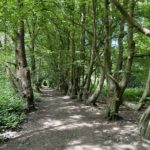 Photo of an avenue of Hornbeams on a bright sunny day.