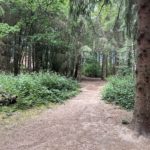 Photo taken looking along a path through tall pine trees.