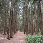 Photo taken looking down a corridor between very tall pine trees.