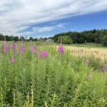 Photo looking out across a meadow with tall pink Rosebay Willowherb flowering in the foreground.