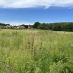 Photo looking out across a meadow surrounded by trees. New housing in the distance.