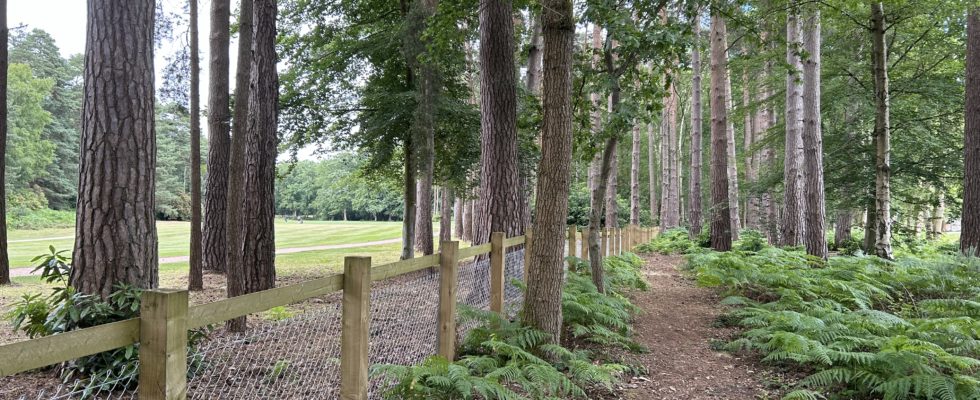 Photo of a woodland path with bracken either side, beside a fence. You can see across to the golf course on the other side.