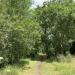 Photo of a shady path under trees.