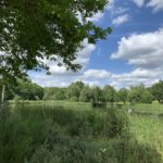 Photo of a view looking out across the lake with branches of an Oak tress hanging down.