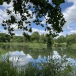 Photo of a view looking out across the lake with branches of an Oak tress hanging down.