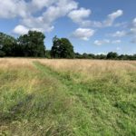 Photo of a quiet path through a meadow.