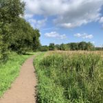 Photo of a section of boardwalk along the side of a meadow. Blue sky and fluffy white clouds.