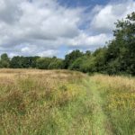 Photo of a quiet grassy path through a meadow, with wildflowers in bloom either side of the path (yellow Bird's-foot-trefoil).