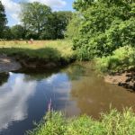 Photo of a quiet section of riverbank overlooked by a tall Oak tree. This is a ford across the Bourne.