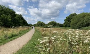 Photo of a surfaced path winding its way through a meadow. Hogweed is flowering in the foreground.