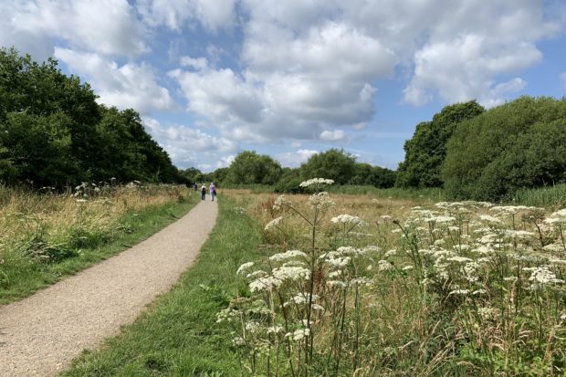 Photo of a surfaced path winding its way through a meadow. Hogweed is flowering in the foreground.