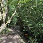 Photo taken looking down a small woodland path beside a ditch. A mature Oak tree is catching the sun.