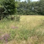 Photo show a pink splash of Bell Heather in amongst the long grass of the meadow.