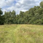 Photo of a path through a small, but attractive meadow. Birch trees around the outside of the meadow.