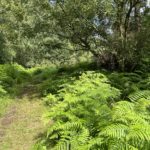 Photo of a pretty path through bracken and Birch trees.