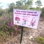 Photo of a sign that says "How many types of heather can you spot?" and pictures of the three you'll find, Bell Heather, Cross-leaved Heath and Ling.