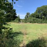 Photo of a green meadow in summer, with tall trees around the edges.