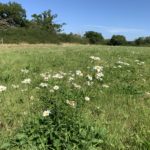 Photo of a large green meadow in summer. Daisies in flower are scattered about.